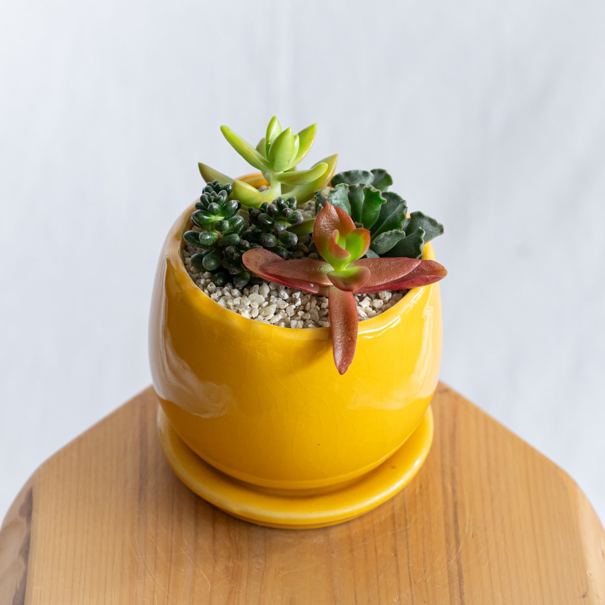 多肉植物 寄せ植え 鉢セット インテリア 多肉植物 観葉植物 珍奇植物