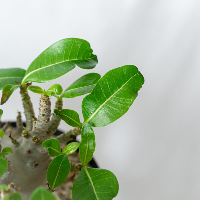 アデニウム アラビカム ブラックスキン 大株 輸入株 Adenium Arabicum