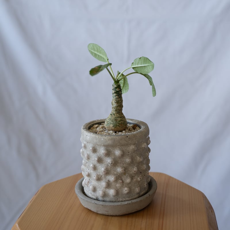 ドルステニア フォエチダ Dorstenia 塊根植物 コーデックス 珍奇植物