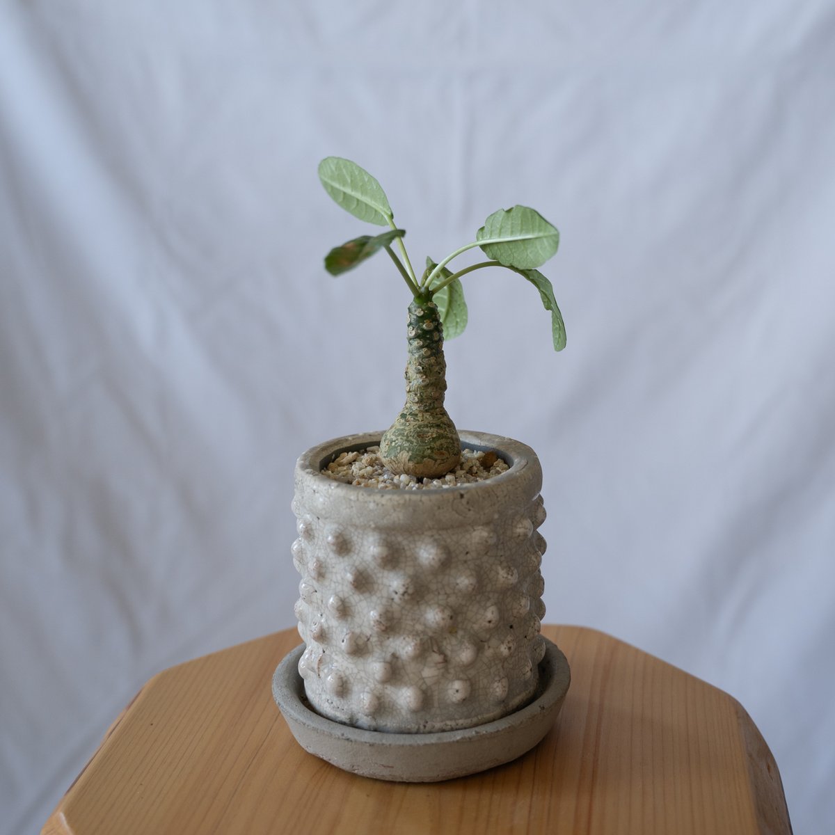 ドルステニア フォエチダ Dorstenia 塊根植物 コーデックス 珍奇植物