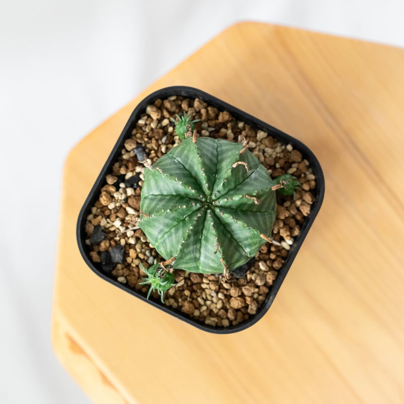 ユーフォルビア バリダ 子株付き 実生 Euphorbia super valida 多肉植物