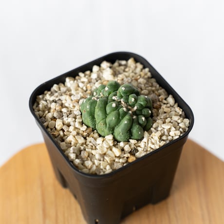 astrophytum | STORES