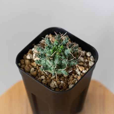 ユーフォルビア デセプタ 実生 Euphorbia decepta 多肉植物 珍奇植物 ANTIDOTE 静岡 通販 S1345