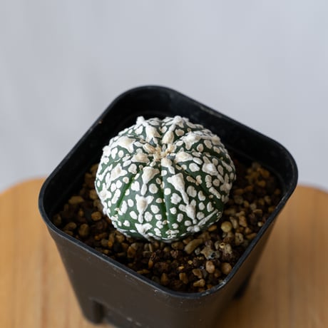 アストロフィツム スーパー兜 Vタイプ アロータイプ 実生 Astrophytum asterias Super Kabuto V サボテン 多肉植物 珍奇植物 静岡 ANTIDOTE 通販 S753