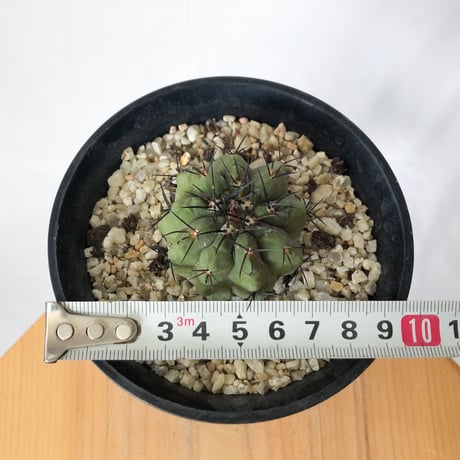 コピアポア 黒王丸 実生 Copiapoa cinerea サボテン 多肉植物 珍奇植物 静岡 ANTIDOTE 通販 S780