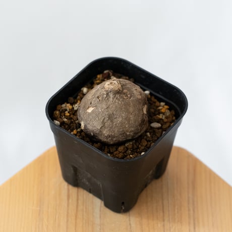 ステファニア エレクタ 実生【発根管理中】Stephania erecta 塊根植物 コーデックス 多肉植物 珍奇植物 静岡 ANTIDOTE 通販 S1415