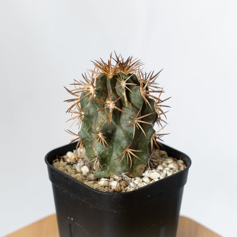 コピアポア　デュラ(銅羅丸)実生 群生　バリエム鉢 51f90bb5c0c228c6d73588f54ce1ff