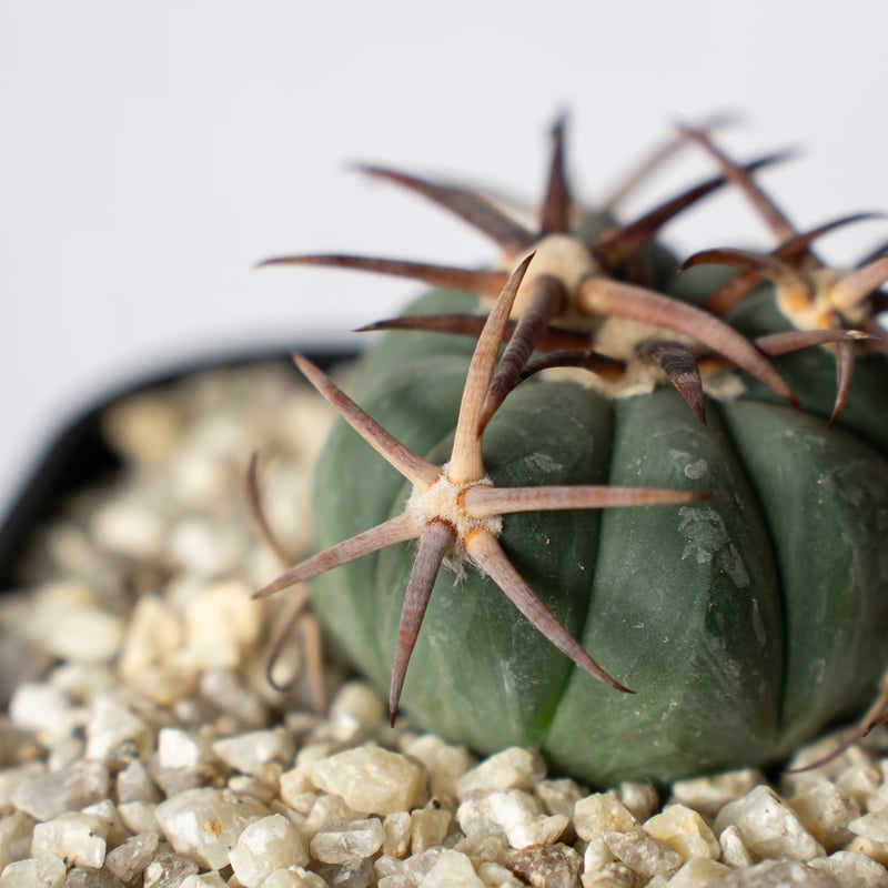エキノカクタス雷帝 実生 Echinocactus horizonthalonius
