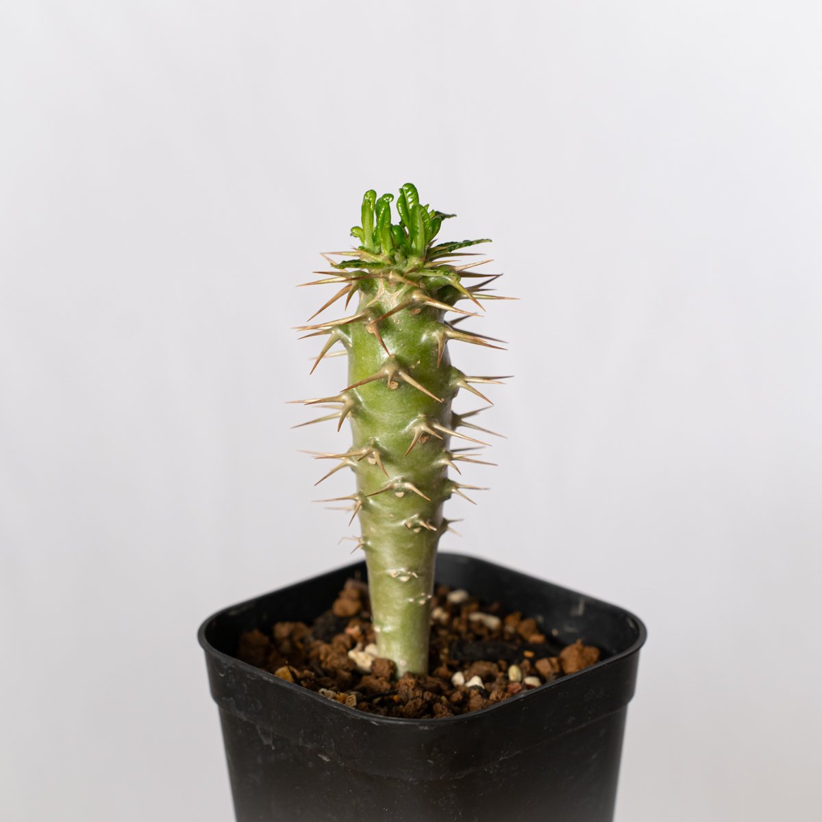 パキポディウム アンボンゲンセ② 塊根 Pachypodium グラキリス パキポディウム アンボンゲンセ 実生 Pachypodium ambongense. 塊根植物