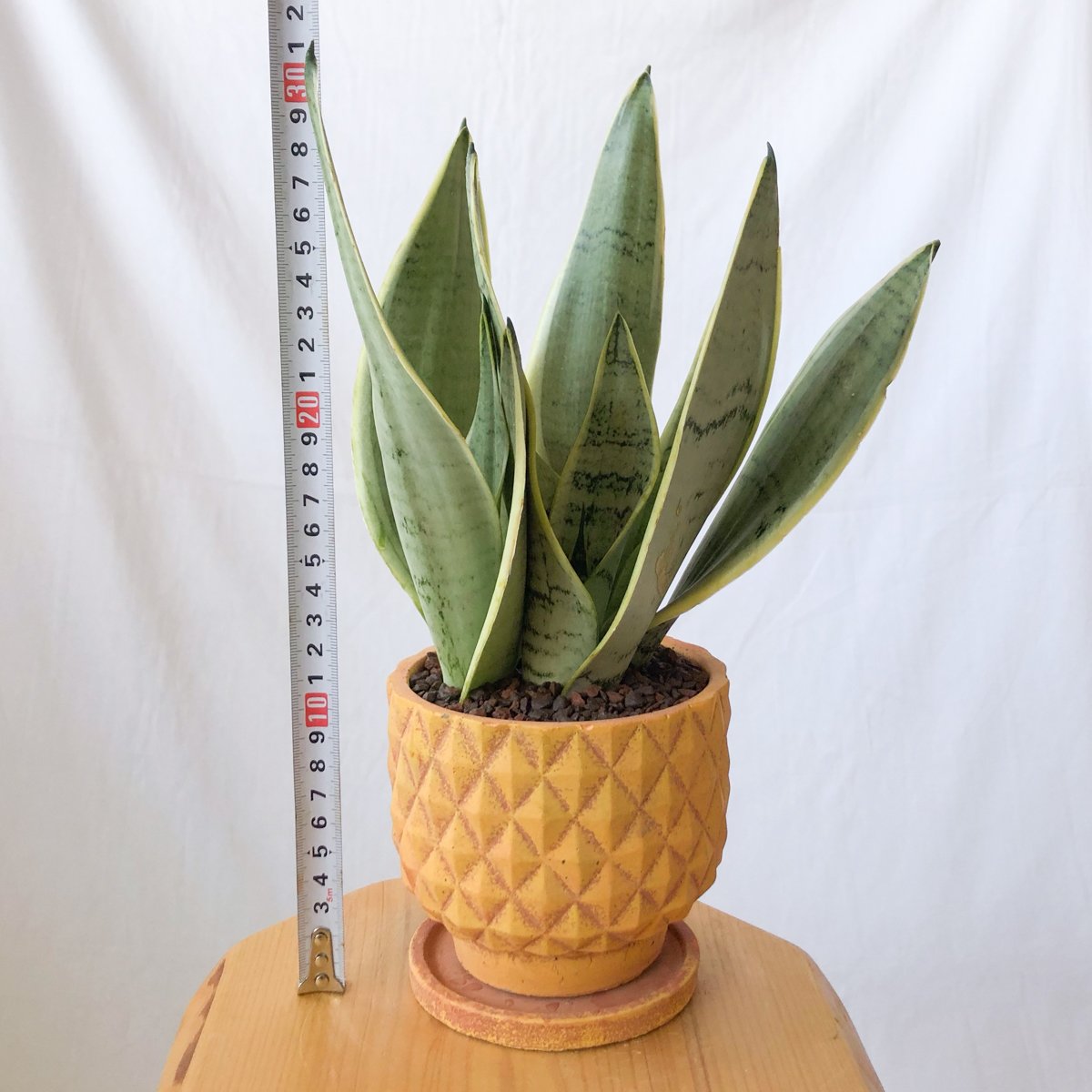 【正規品】サンプドリア 2003 Doni 27番 サンスベリア シルバーハニー 鉢セット Sansevieria Silver Hahnii 観