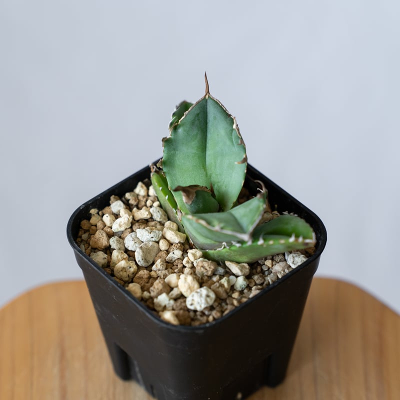 白犀牛　アガベ　中株① アガベ チタノタ ' 白犀牛 ' Agave titanota ' 白犀牛 ' ⑦