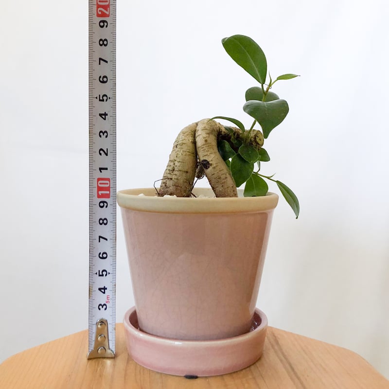 ガジュマル 鉢セット Ficus microcarpa キジムナー 多幸の木 塊根植物