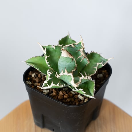 CATEGORY アガベ | 多肉植物・観葉植物 販売店 | ANTIDOTE アンティ