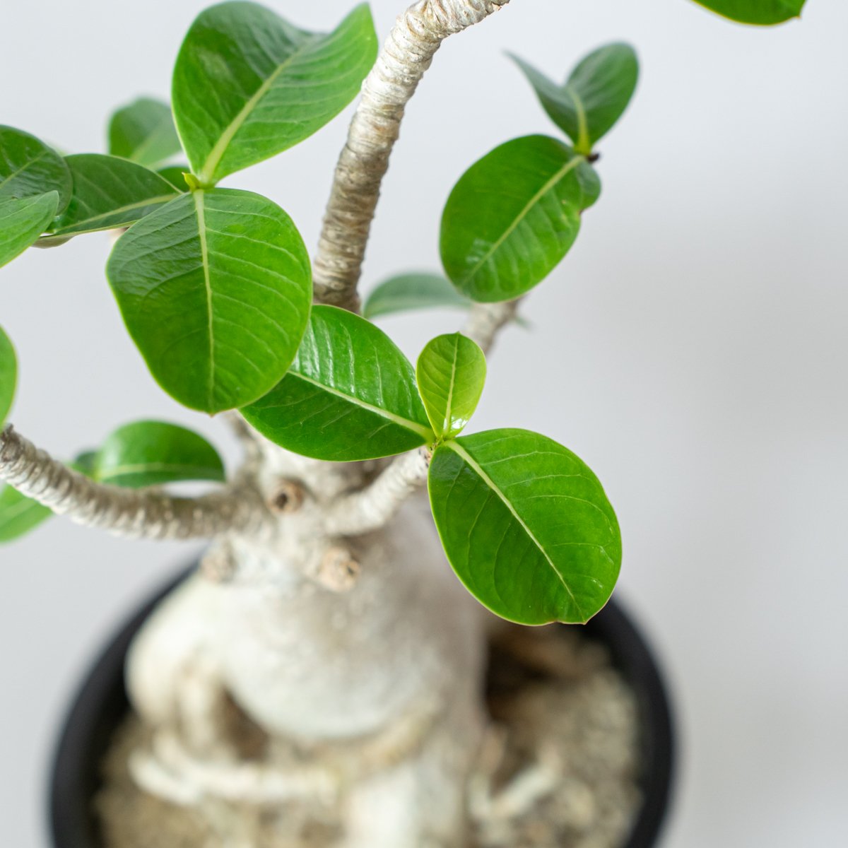 アデニウム アラビカム バオバブフォーム 実生 Adenium Arabicum baobab