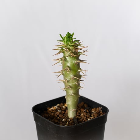H-J-10 多肉植物 サボテン パキポディウム・アンボンゲンセ (実生)極美 H-J-10 多肉植物 サボテン パキポディウム・アンボンゲンセ