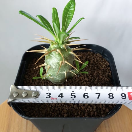 パキポディウム アンボンゲンセ 実生 Pachypodium ambongense 塊根植物 コーデックス 多肉植物 珍奇植物 静岡 ANTIDOTE 通販 S1437