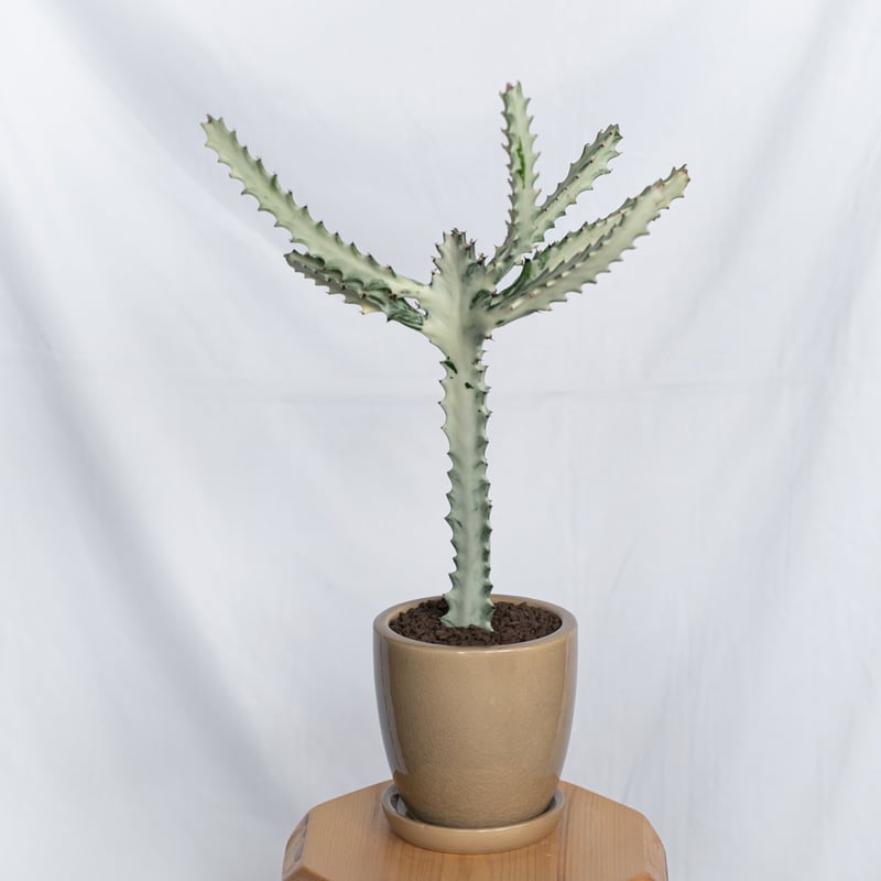 ユーフォルビア ホワイトゴースト 鉢セット Euphorbia lactea White Gh