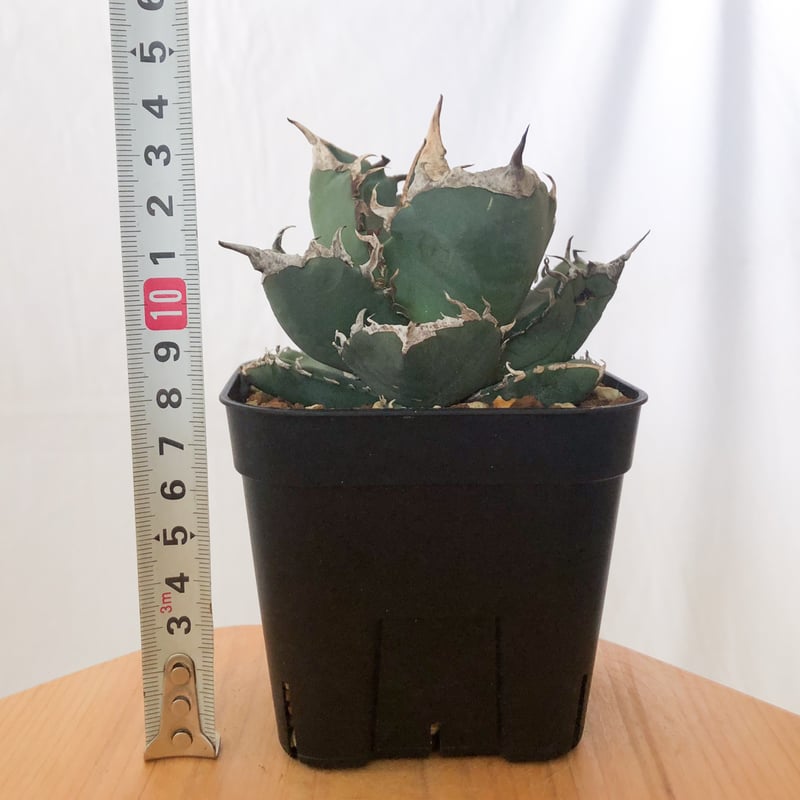 アガベ チタノタ 南アフリカダイヤモンド 美株【発根管理中】TC株