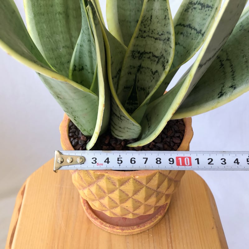 サンスベリア シルバーハニー 鉢セット Sansevieria Silver Hahnii 観