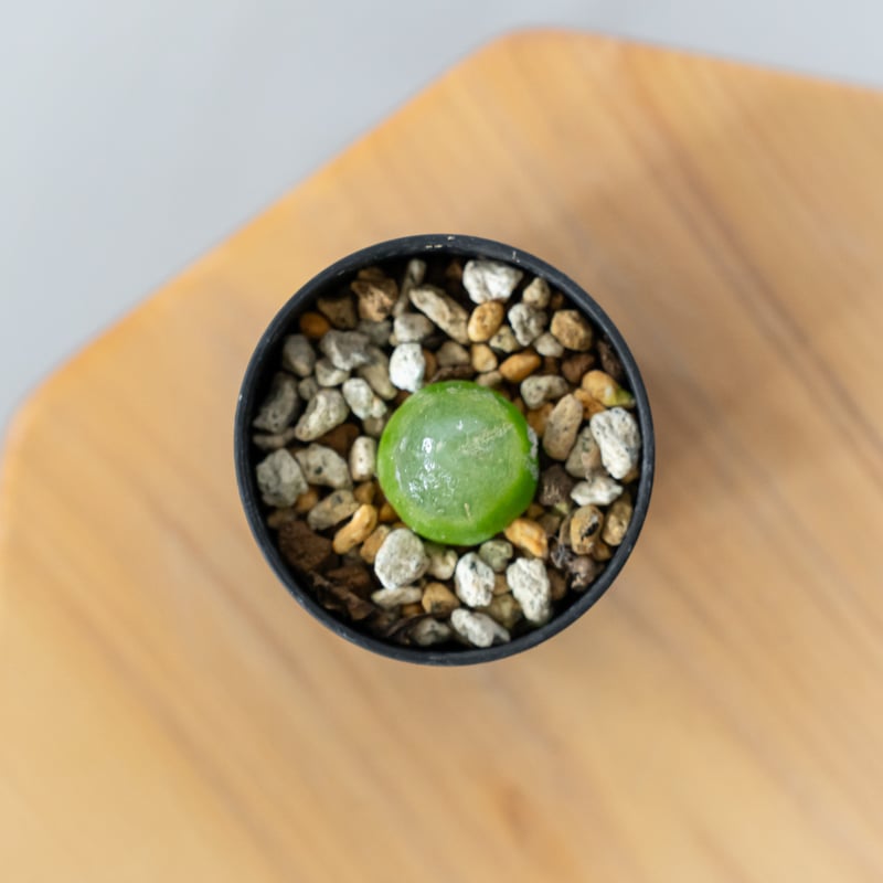 コノフィツム ブルゲリ Conophytum burgeri 多肉植物 珍奇植物 静岡 ANT