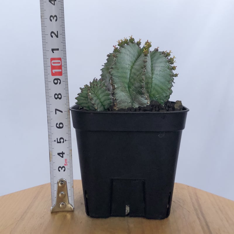 ユーフォルビア ホリダ 仔株付き Euphorbia horrida 多肉植物 珍奇植物