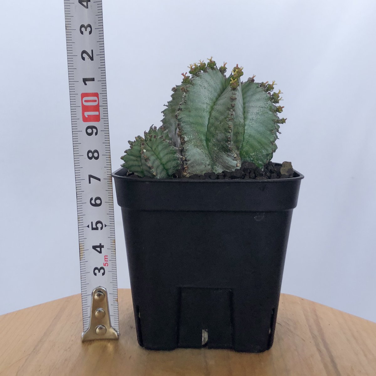 ユーフォルビア ホリダ 仔株付き Euphorbia horrida 多肉植物 珍奇植物