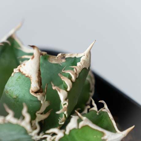 アガベ チタノタ 白幽霊【発根管理中】TC株 agave titanota white ghost 多肉植物 珍奇植物 静岡 ANTIDOTE 通販 S1445