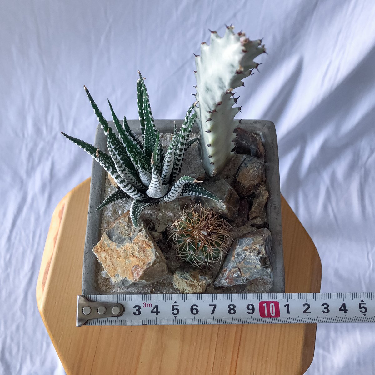 観葉植物 多肉植物 7点セット ユーフォルビア ドルステ二ア