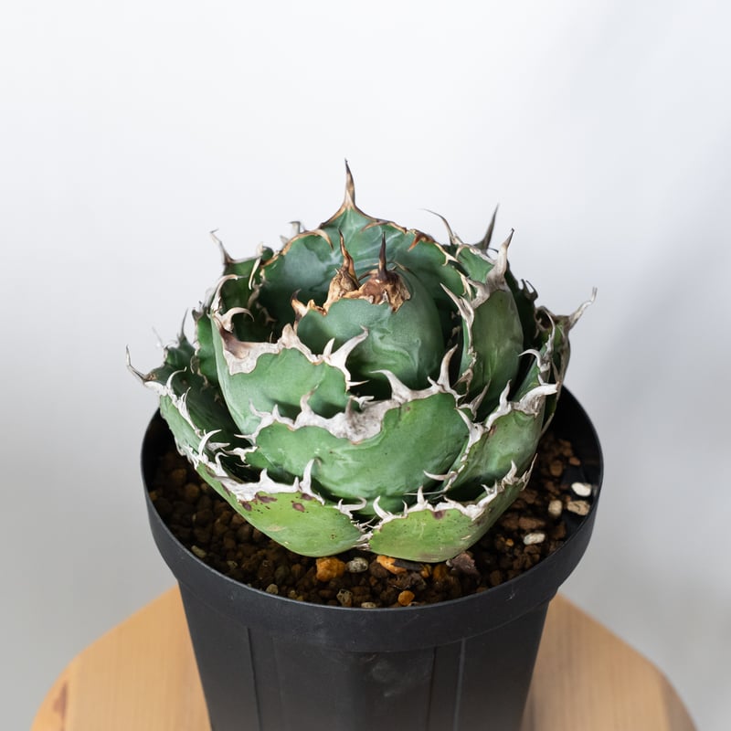 アガベ チタノタ 白鯨 特大株 【発根管理中】OC株 Agave titanota White