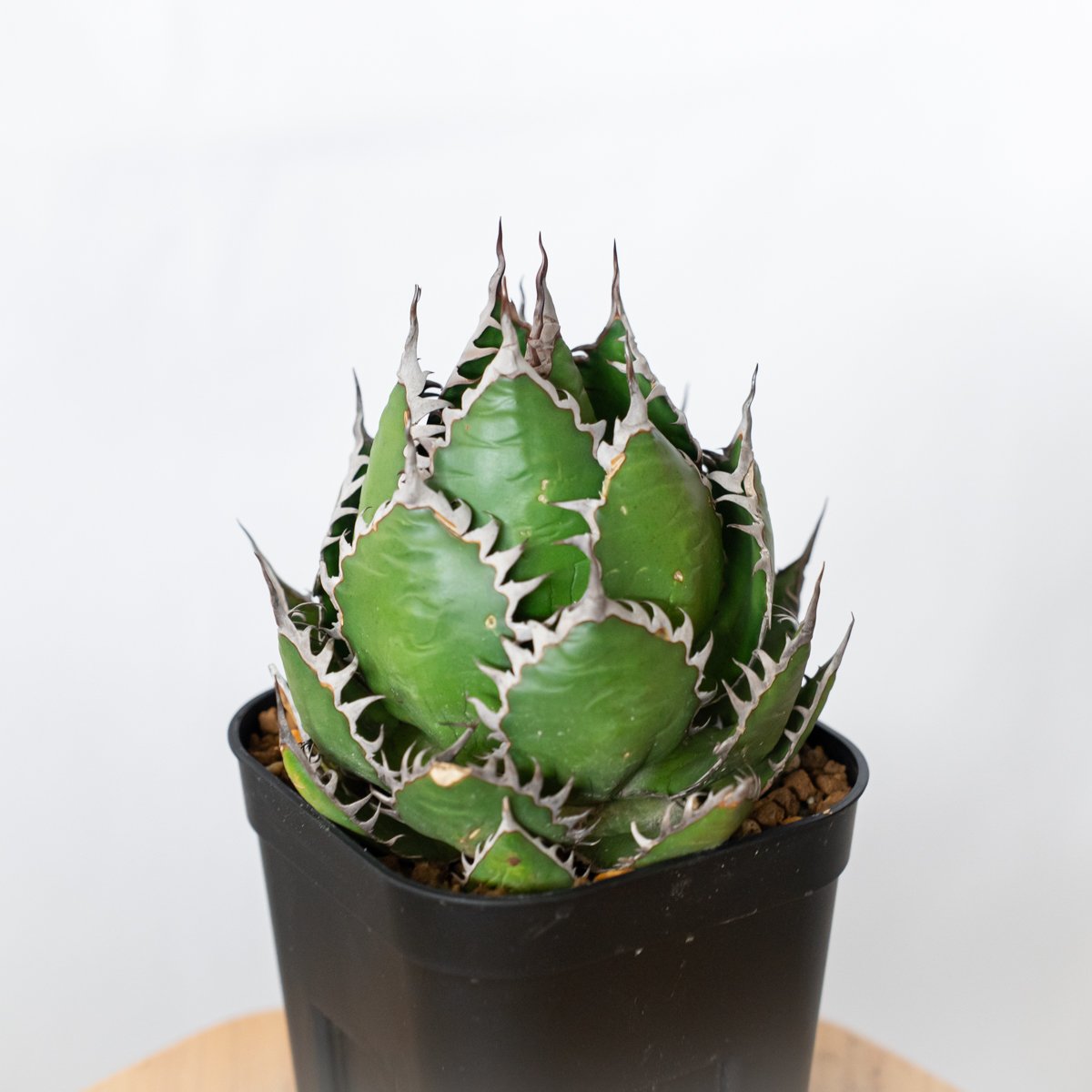 アガベ　ホリダ　美株 アガベ ホリダ 美株 【発根管理中】OC株 Agave horrida 多肉植物 珍奇