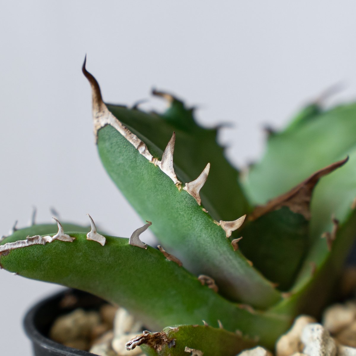 アガベ チタノタ 白犀牛 シロサイ【発根管理中】TC株 Agave titanota