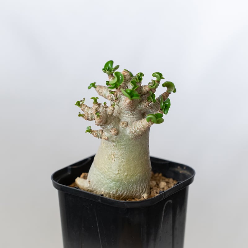 アデニウム アラビカム ドーセットホーン 獅子葉 Adenium Arabicum