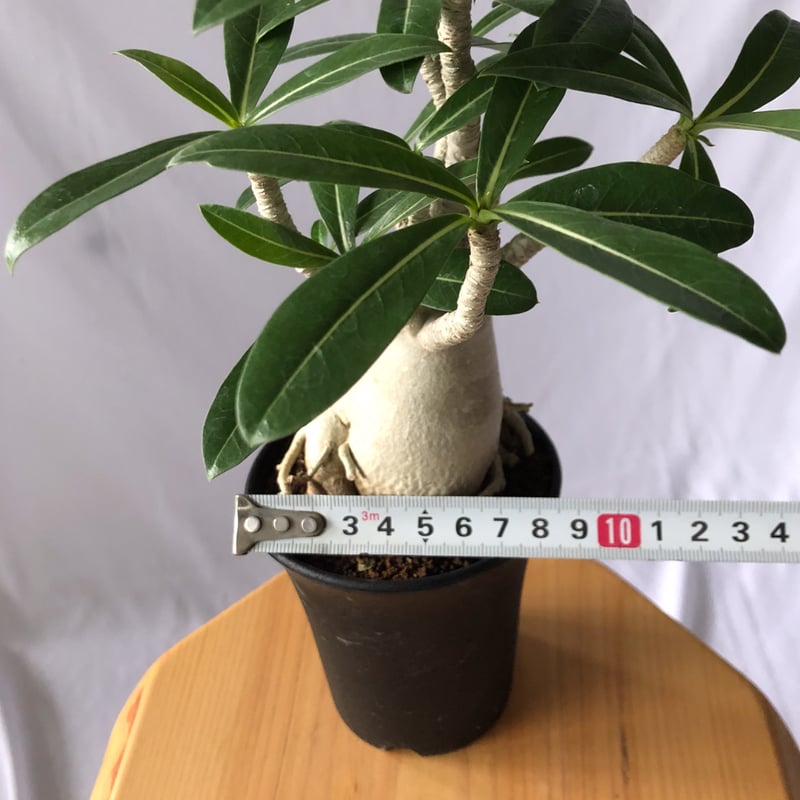 アデニウム アラビカム 発根済 Adenium arabicum 塊根植物 コーデックス S7...