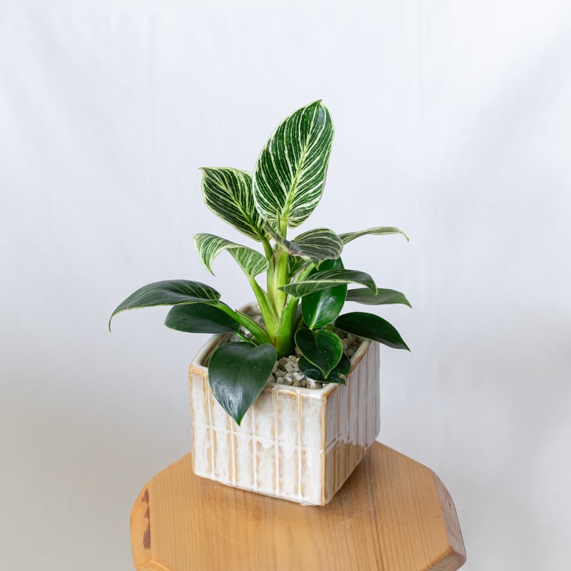 フィロデンドロン バーキン 鉢セット Philodendron Birkin 観葉植物