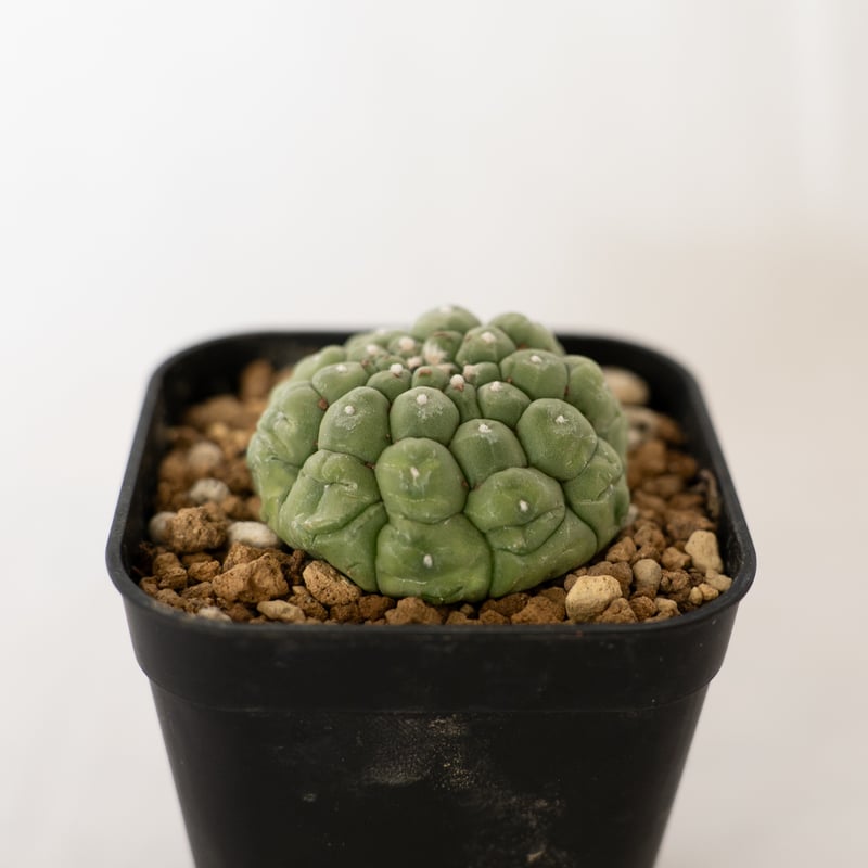 サボテン アストロフィツム 亀甲兜 リザードスキン Astrophytum 多肉植物