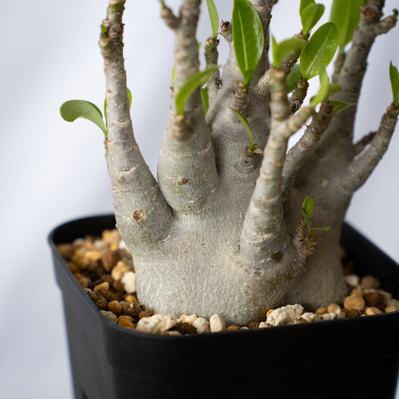 アデニウム アラビカム ブラックスキン【発根管理中】Adenium Arabicum