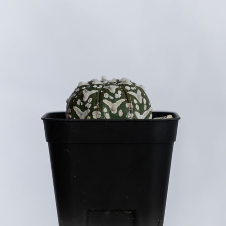 アストロフィツム スーパー兜 Vタイプ 美株 実生 アロー Astrophytum asterias Super Kabuto V サボテン 多肉植物 静岡 ANTIDOTE 通販 S1232