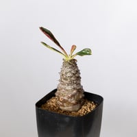 ユーフォルビア パキポディオイデス 実生 Euphorbia pachypodioides 多肉植物 珍奇植物 静岡 ANTIDOTE 通販 S1508