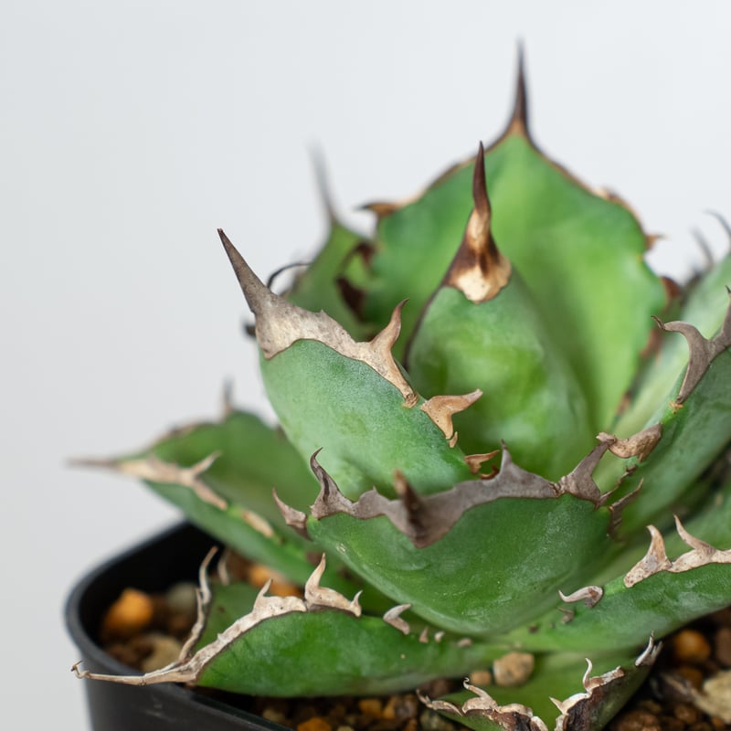 k*n様 アガベ チタノタ ハデス　美株 アガベ チタノタ ハデス OC株 美株【発根管理中】agave titanota