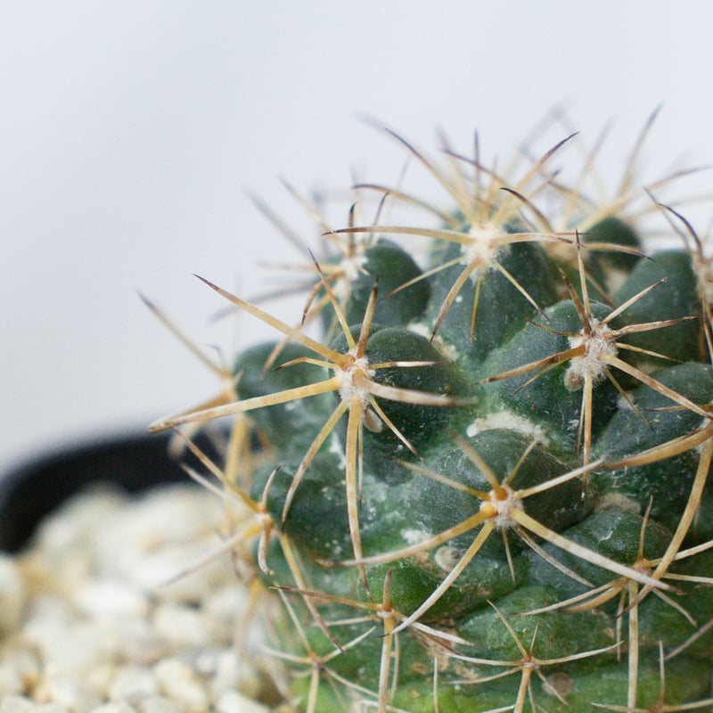 コリファンタ 象牙丸 実生 Coryphantha elephantidens サボテン 多肉