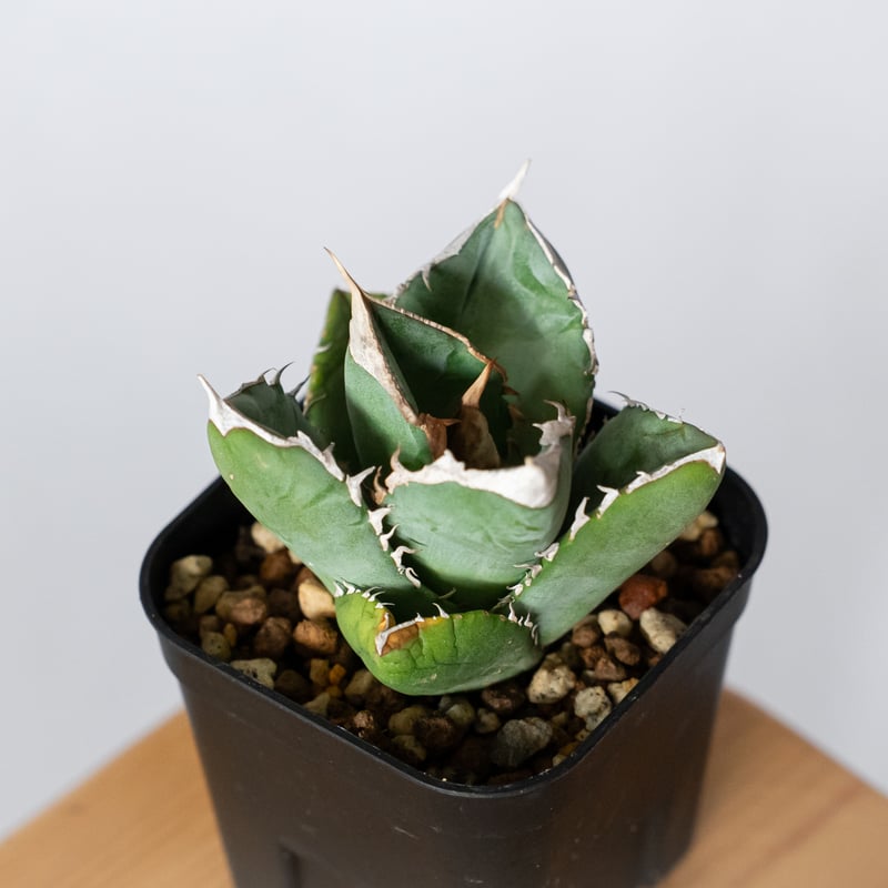 アガベ チタノタ 大白鯊 ホオジロザメ【発根管理中】TC株 Agave