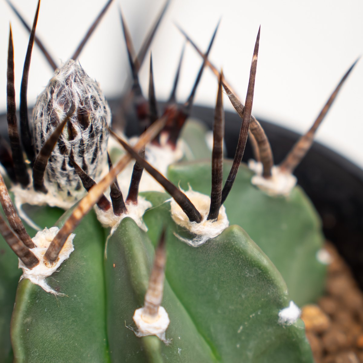 【大玉球体】アストロフィツム鸞鳳玉 国内実生 塊根植物 サボテン アストロフィツム 大鳳玉 実生 美株 Astrophytum capricorne v. cr