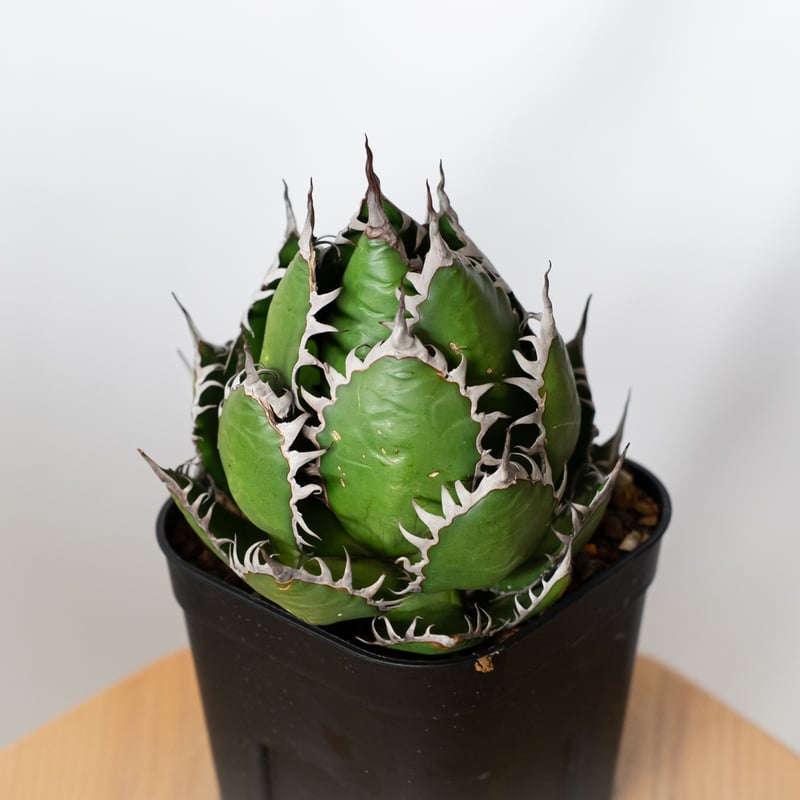 アガベ ホリダ 美株 【発根管理中】OC株 Agave horrida 多肉植物 珍奇 