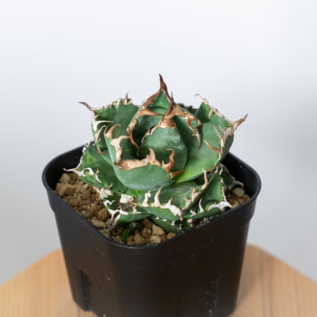 アガベ　魔丸、黒鯨　セット 黒鯨 | STORES