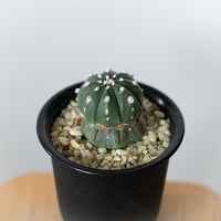 アストロフィツム 瑠璃兜 実生 Astrophytum asterias 多肉植物 サボテン 珍奇植物 静岡 ANTIDOTE 通販 S903