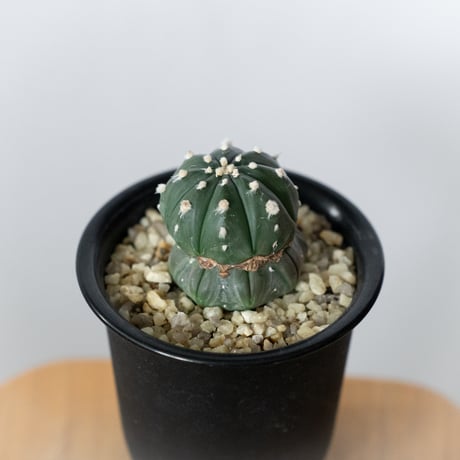 astrophytum | STORES