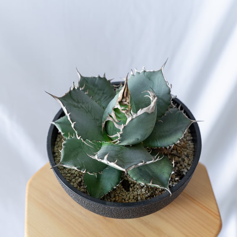 A335 特選 アガベ チタノタ 多肉植物 丸叶氷山 極上25株同梱 A335 特選 アガベ チタノタ 多肉植物 丸叶氷山 極上25株同梱