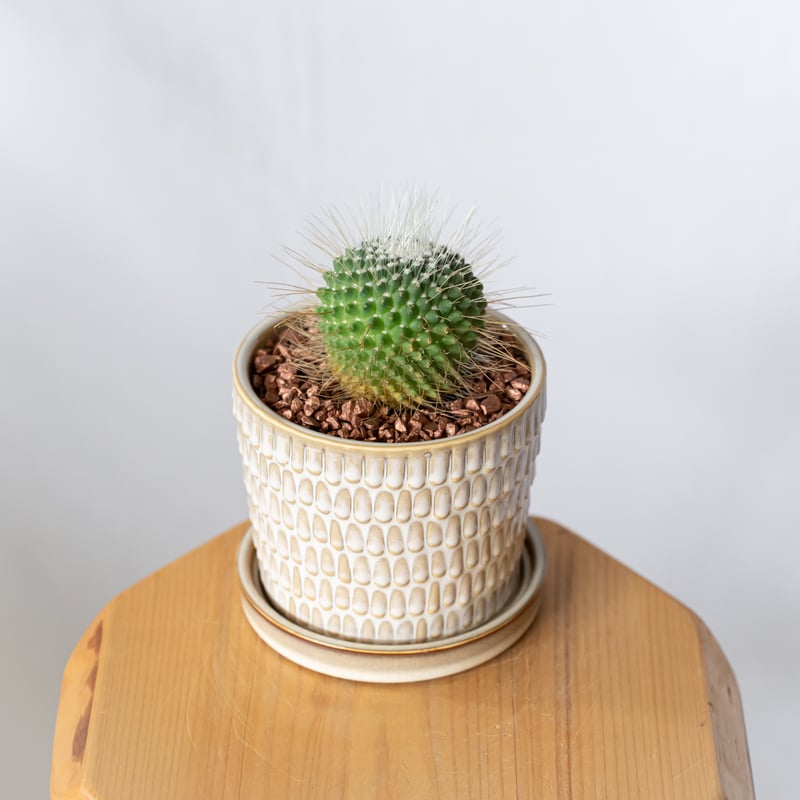 マミラリア ピコ 鉢セット Mammillaria spinosissima pico サボテ