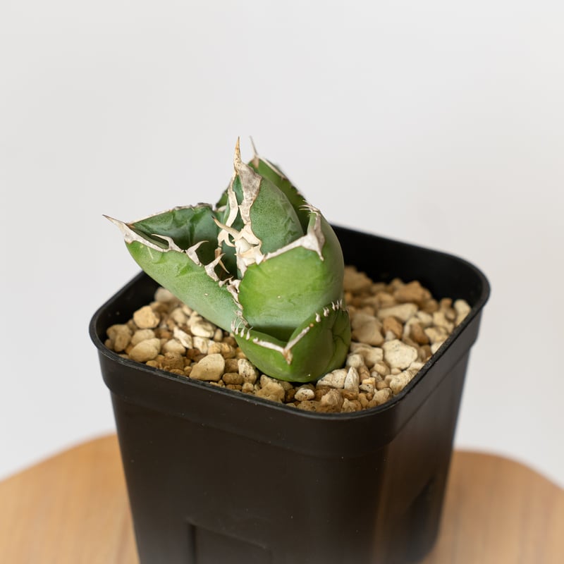 アガベ チタノタ 大白鯊 ホオジロザメ TC株 Agave titanota great wh