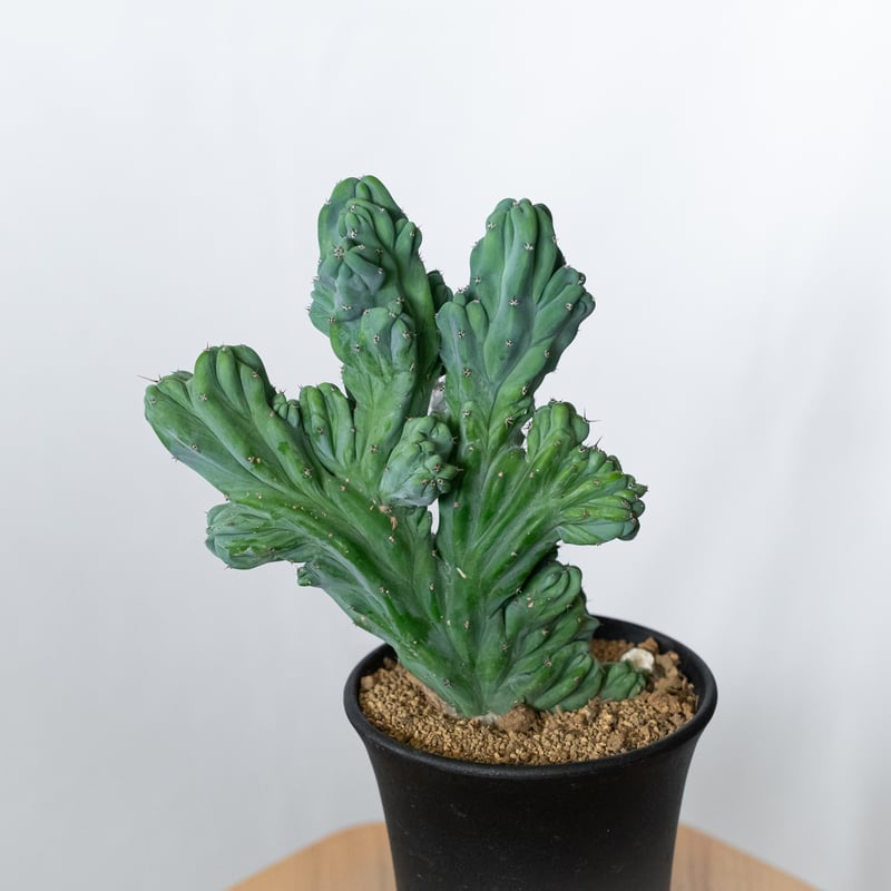 ミルティロカクタス 竜神木 石化 実生 Myrtillocactus geometrizans